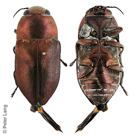 Anilara sp. Broombush, PL3494B, male, from Melaleuca uncinata, EP, 6.2 × 2.8 mm
